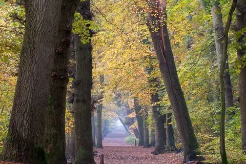 Vakantiepark Schoorlse Duinen foto 6