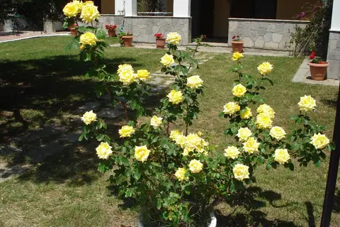 Asteris Village in Γερακινή — foto 30