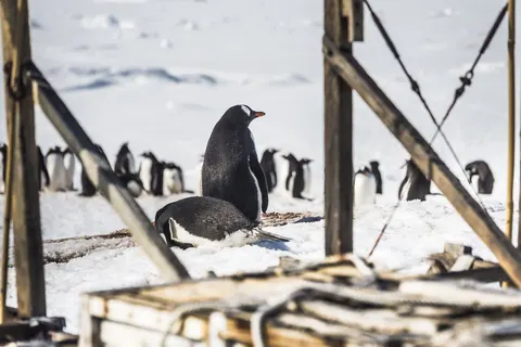 Expeditiecruise Antarctica per m/v Hondius in Cruisereizen — foto 14