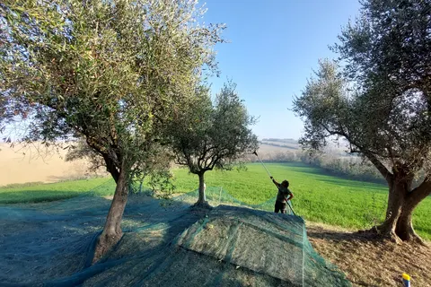 Camping Tenuta Tredici Ulivi foto 13