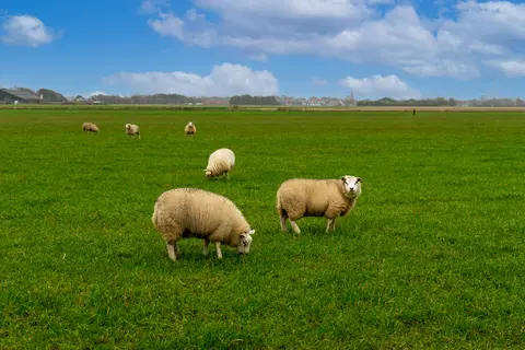 Texel in De Cocksdorp — foto 14