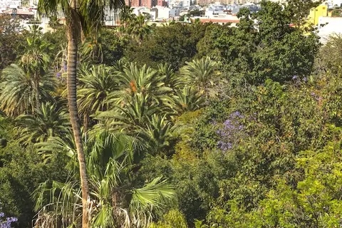 Taburiente in Santa Cruz De Tenerife — foto 29