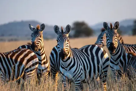 Explore the Great Nature of Tanzania foto 6