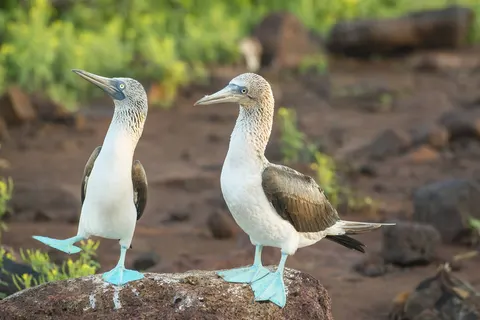 Beautiful Ecuador and Galapagos foto 5