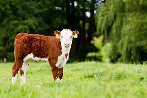 Hotel Erve Bruggert foto 24