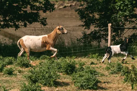 Yelloh Village L Océan Breton in Plobannalec-Lesconil — foto 24