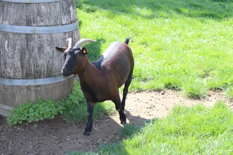 Camping Oos Heem foto 18