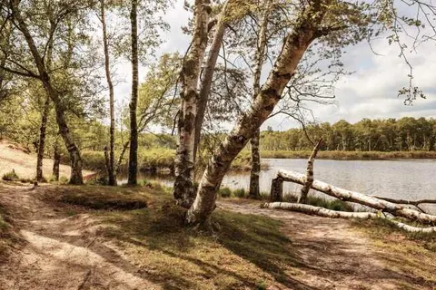 Park De Zeegser Duinen foto 15