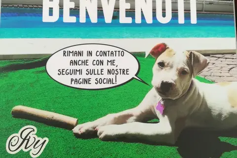 Hotel Rondinella in Misano Adriatico — foto 13