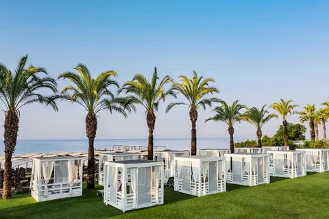 Papillon Ayscha foto 4