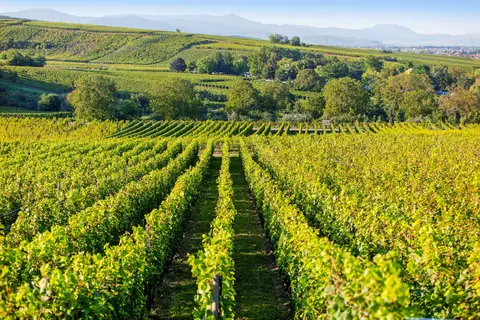 Vakantiepark Clos D Eguisheim in Eguisheim — foto 7