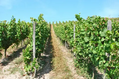 Hotel Felsenkeller in Rüdesheim am Rhein — foto 20