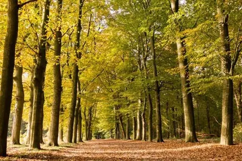 Vakantiepark de Ossenberg foto 13