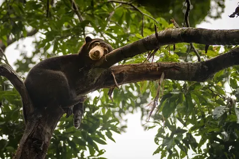 Avontuurlijk Maleisië foto 1