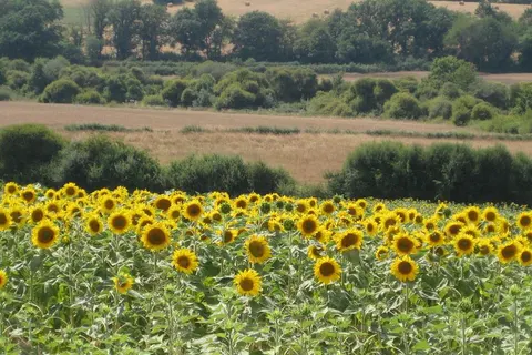 7 9 daagse wandelreis Het Franse Pad foto 2