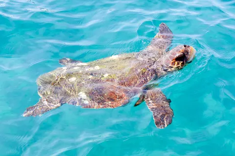 Bingo Zakynthos 3* Logies foto 22