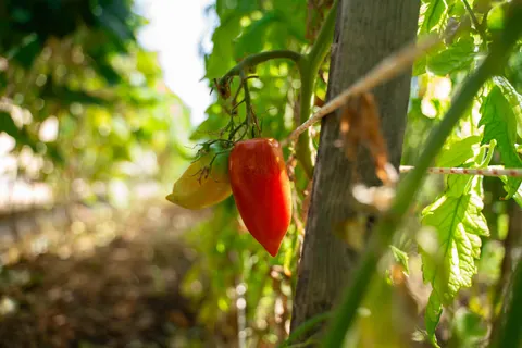 Capalbio Resort foto 17