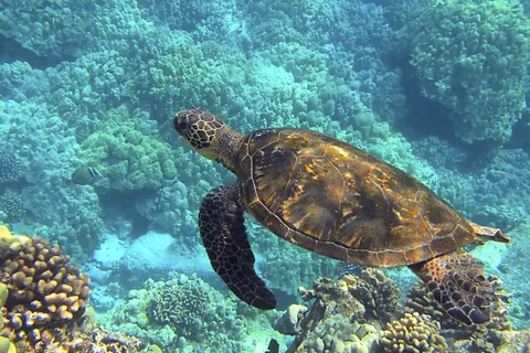 A Hawaiian Island Hopping Adventure foto 3