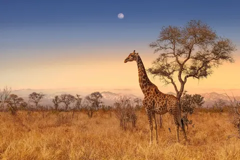 Ultimate Safari Experience - Sefapane Lodge in Pretoria