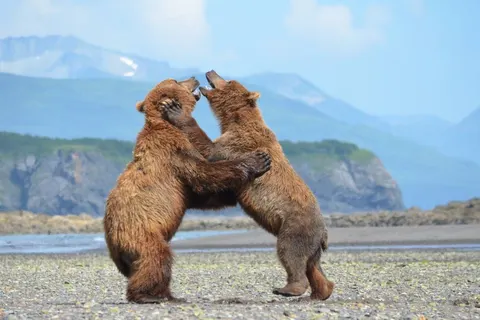 Explore the Wilderness of Alaska & Yukon foto 2