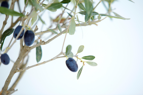 Kedros Villa's foto 18