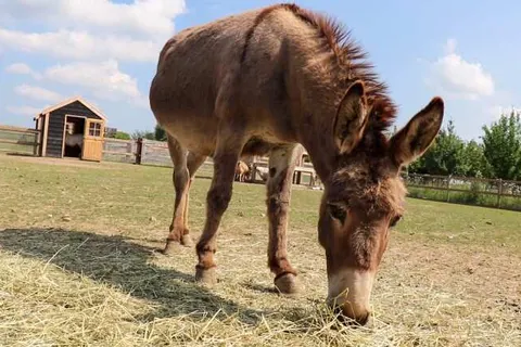 Fruitpark Hotel en Spa foto 31