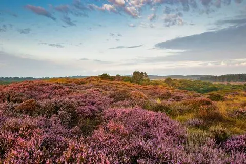 Vakantiepark Schoorlse Duinen foto 15