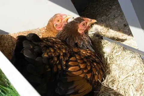 Bed and Breakfast Erve Fakkert foto 12