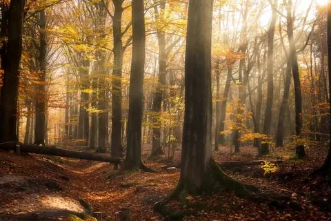 Hotel Orchidee foto 13