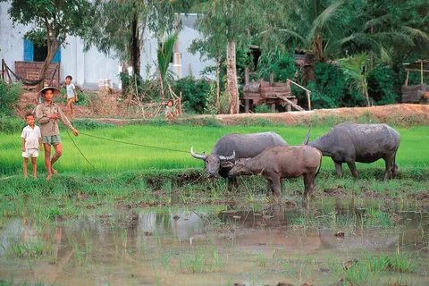 17-daagse rondreis Highlights van Vietnam in Cần Thơ — foto 4