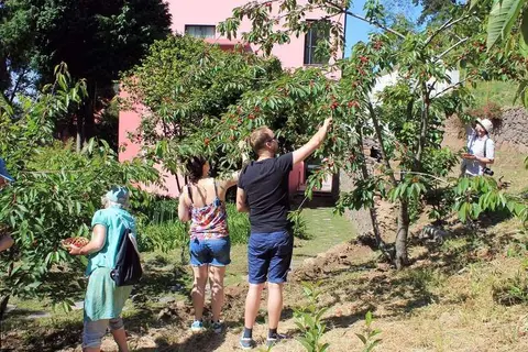 Quinta da Serra in Câmara de Lobos — foto 14