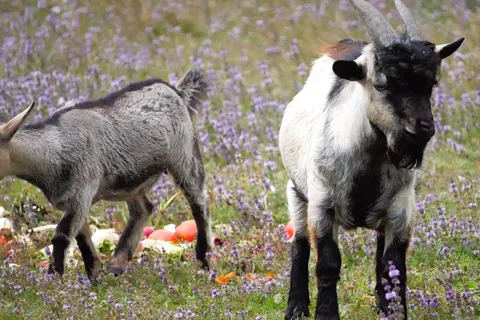 Camping Les Brillas foto 18