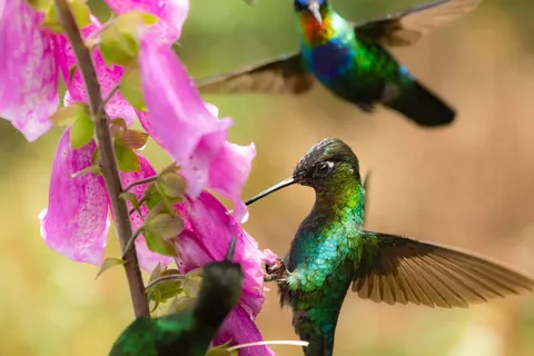 Costa Rica compleet foto 8