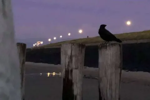 Aparthotel Zoutelande foto 11