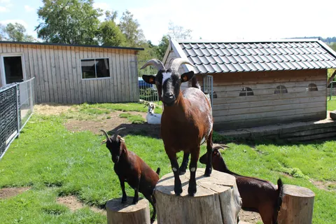 Camping Oos Heem foto 3