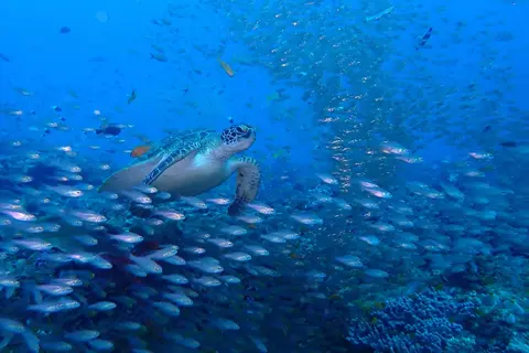 Turtle Bay in Watamu