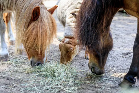 Camping Rcn De Noordster foto 26