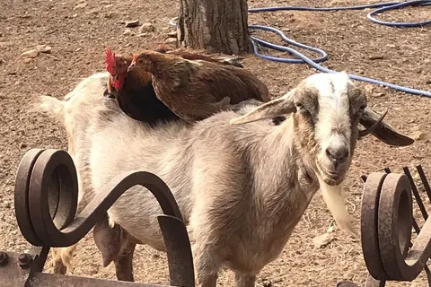 Camping Begur foto 12