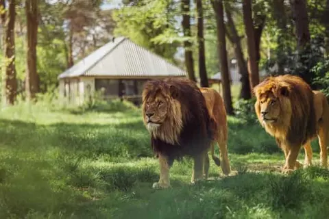 Safari Resort Beekse Bergen foto 6