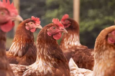 Summio Vakantiepark De Riethorst foto 11