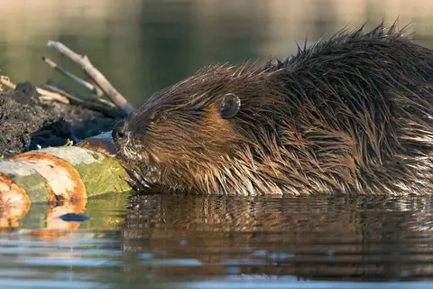 Vakantiepark Dormio Resort Eifeler Tor foto 37