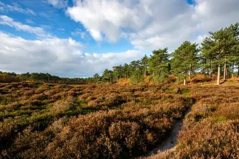 Vakantiepark Schoorlse Duinen foto 13