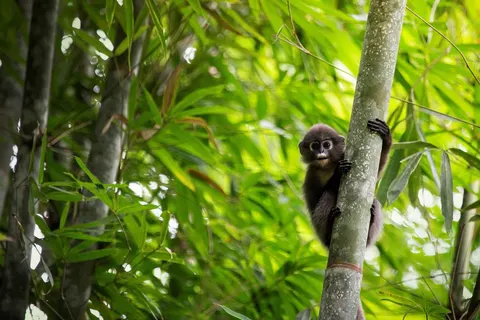 15-daagse familierondreis Noord-Thailand foto 5