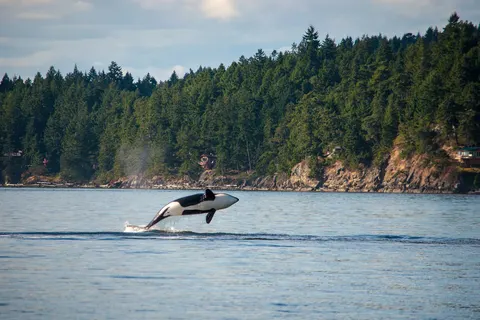 Whales, Bears and Vancouver Island foto 12