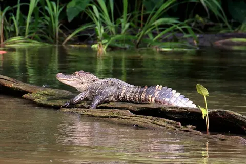 Experience the Great Lakes & Deep South foto 4