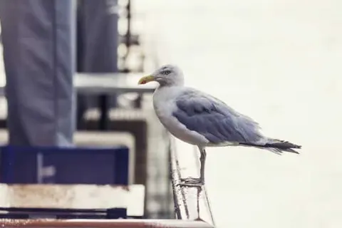 Delta Hotel Vlaardingen foto 22