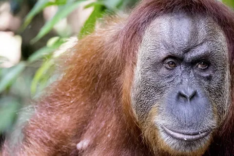 The Great Sumatra & Bali Adventure foto 5