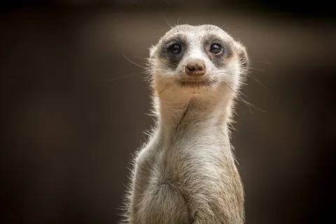 Kaapse Familievakantie in Pretoria — foto 10