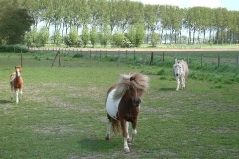 Vakantie-appartementen Crea-Trends foto 3