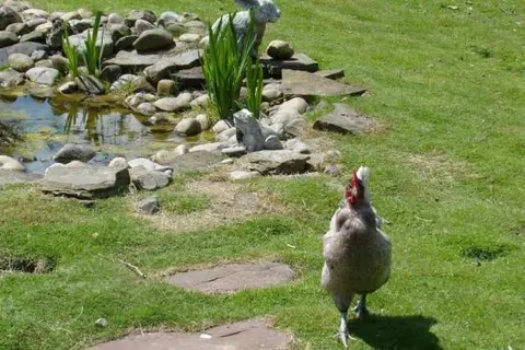 Vakantie-appartementen Crea-Trends foto 6